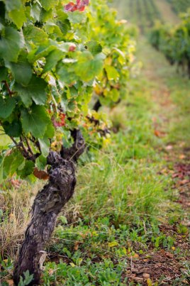 Grape vines nearly two-hundred years old still produce abundantly.