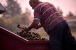 Pierre sorts the grapes and removes leaves and twigs.