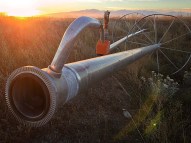 Abandoned irrigation equipment marks the end of harvest season.