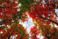 Fall Canopy.