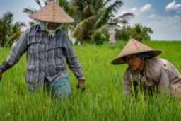 Women rice paddy workers